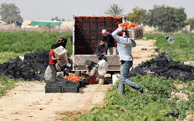 بطالة مرتفعة وفرص ضائعة.. خبير اقتصادي يطالب بإحصاءات دقيقة للعمالة الوافدة 