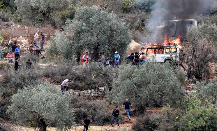 الضفة.. مستوطنون إسرائيليون يقطعون 150 شجرة زيتون ويحرقون مركبة