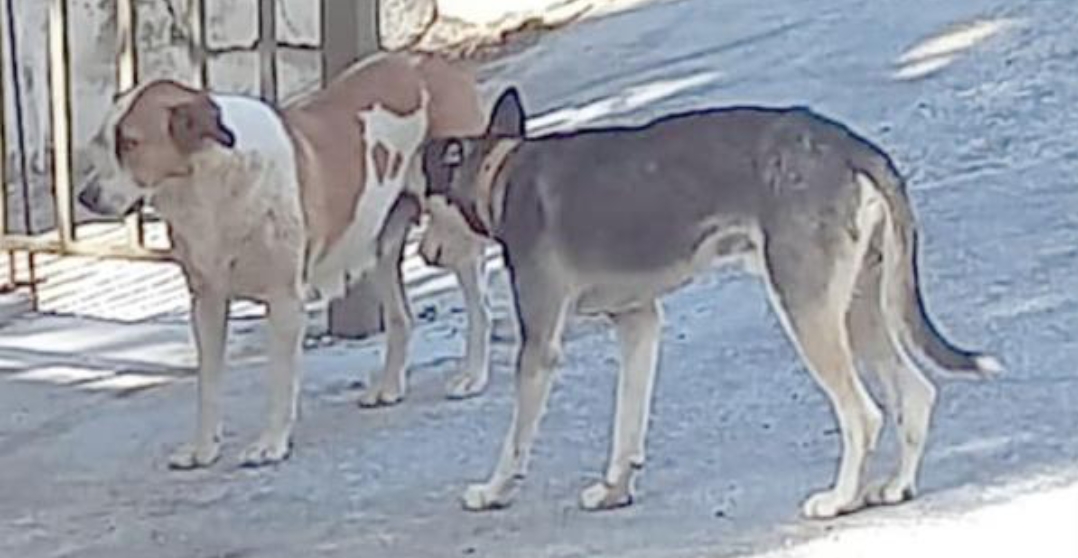 كلب ضال ينهش اذن طفل في إربد