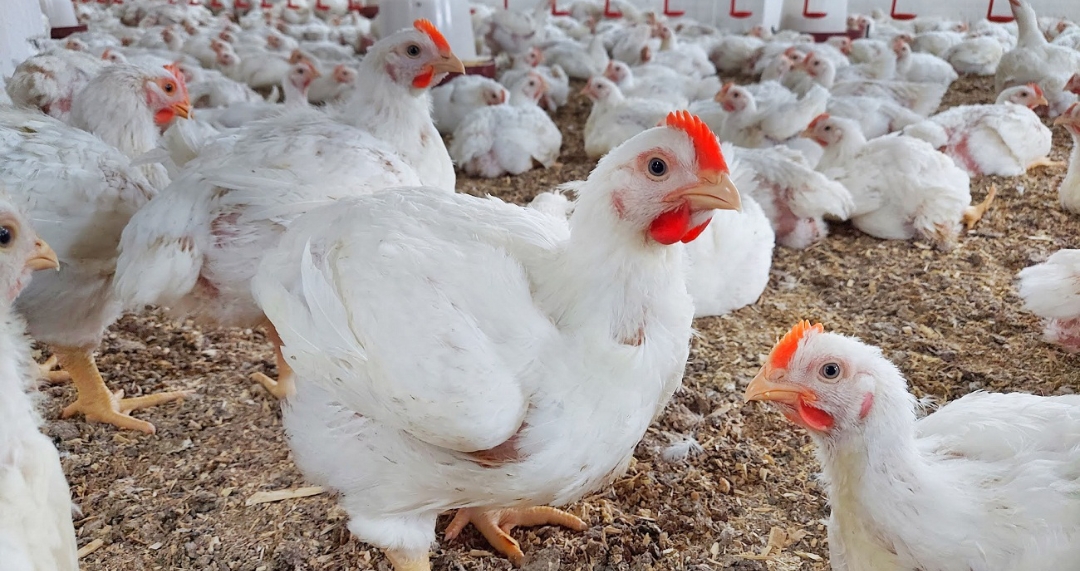 الأدنى منذ أعوام .. انخفاض أسعار الدواجن بنسبة 25%