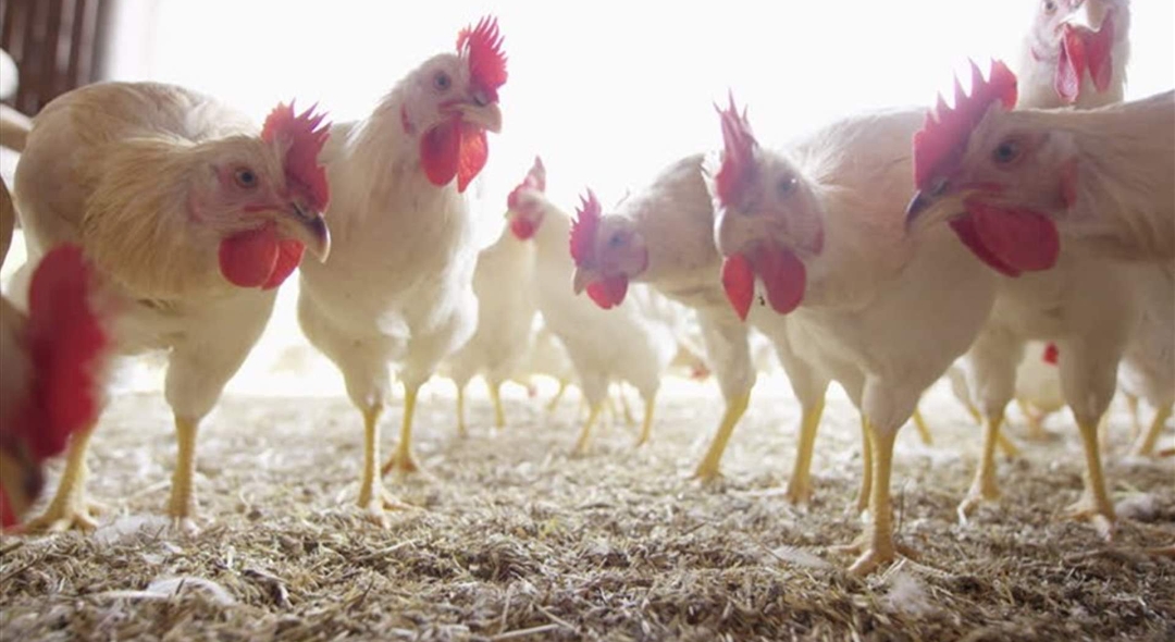 انخفاض أسعار الدجاج الطازج في الأردن