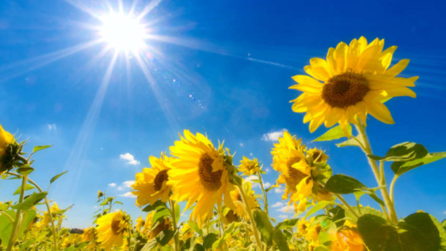 طقس مشمس الاثنين- تفاصيل