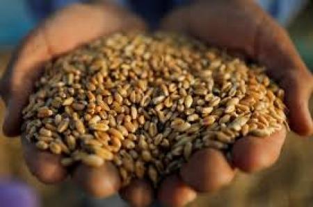 الزراعة تبدأ باستقبال الحبوب من المزارعين