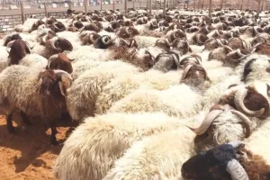 مزارعون يدافعون عن رسوم الأغنام.. ونائب يهاجم التعقيدات (تفاصيل)