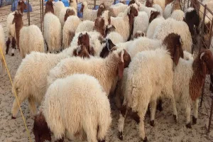 الأمانة تُعلن مواقع بيع الأضاحي- أسماء