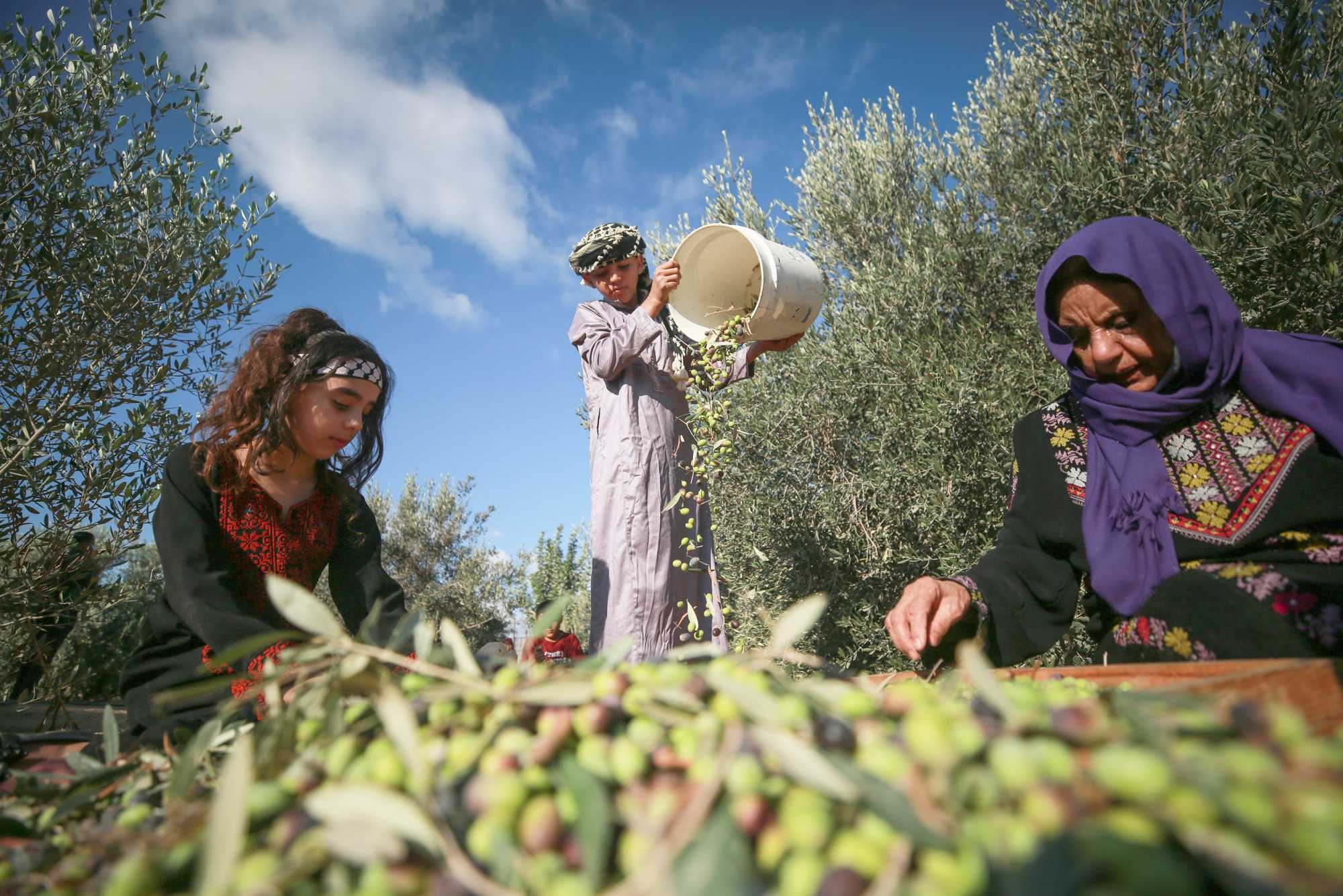 "شتوة أيلول" .. بشارة موسم الزيتون التي ينتظرها المزارعون