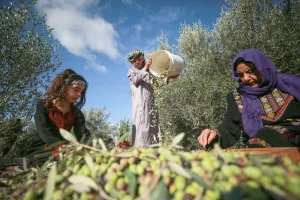 "شتوة أيلول" .. بشارة موسم الزيتون التي ينتظرها المزارعون